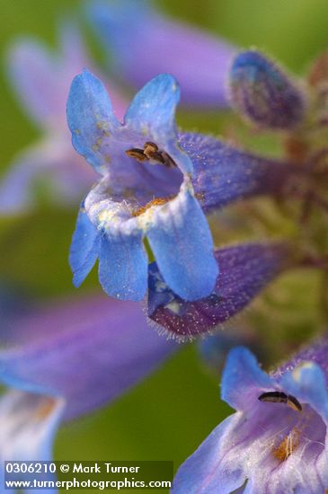 Pincushion Penstemon blossoms extreme detail