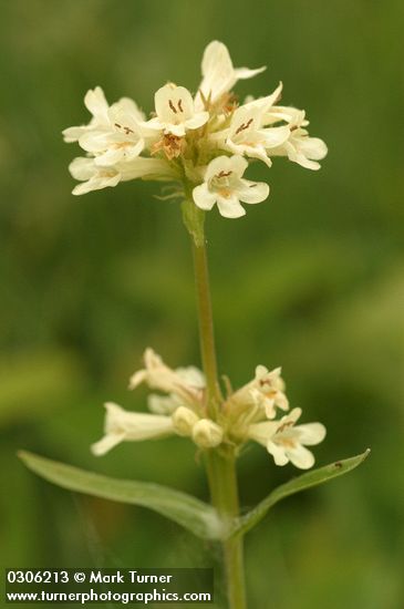 Yellow Penstemon blossoms detail