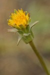 Large-flowered Agoseris blossom detail