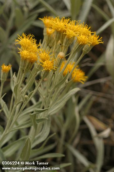 Serpentine Luina blossoms & foliage detail