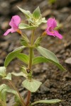 Cusick's Monkeyflower