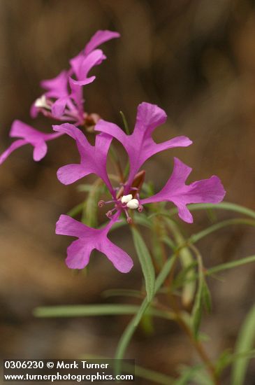 Beautiful Clarkia (Ragged Robin) blossoms