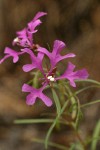 Beautiful Clarkia (Ragged Robin) blossoms