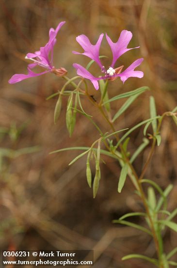 Beautiful Clarkia (Ragged Robin)