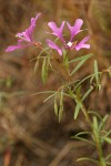 Beautiful Clarkia (Ragged Robin)
