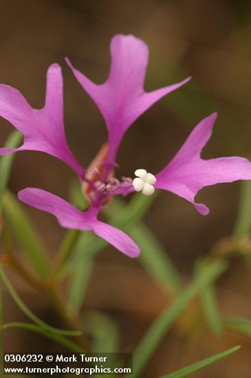 Beautiful Clarkia (Ragged Robin) blossom detail
