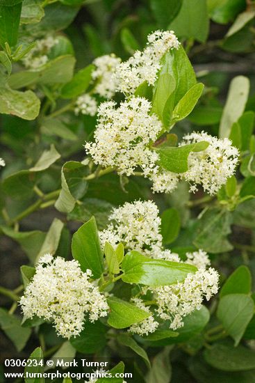 Snow-brush Ceanothus blossoms & foliage detail