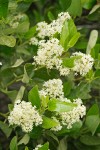 Snow-brush Ceanothus blossoms & foliage detail