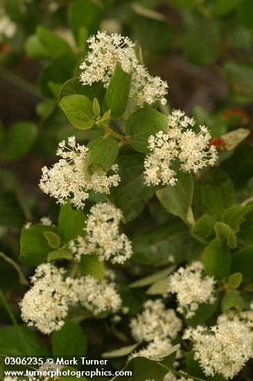 Snow-brush Ceanothus blossoms & foliage
