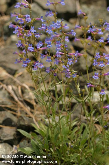 Taper-leaved Penstemon