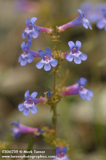 Taper-leaved Penstemon blossoms