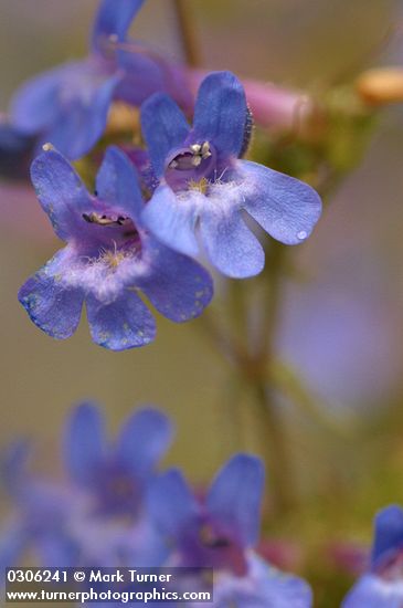 Taper-leaved Penstemon blossoms extreme detail