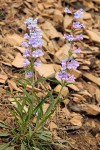 Showy Penstemon