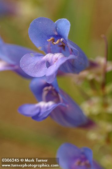 Showy Penstemon blossoms extreme detail