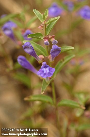 Narrowleaf Skullcap