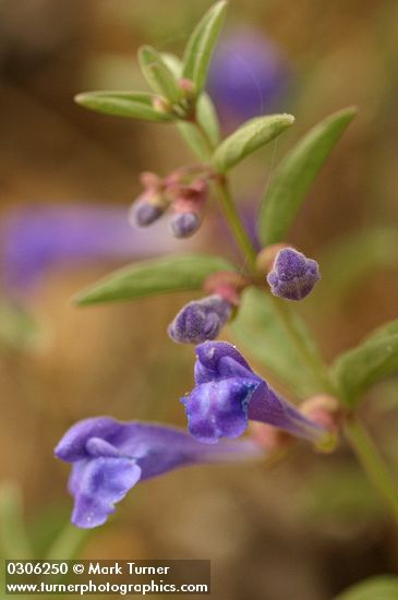 Narrowleaf Skullcap blossoms detail