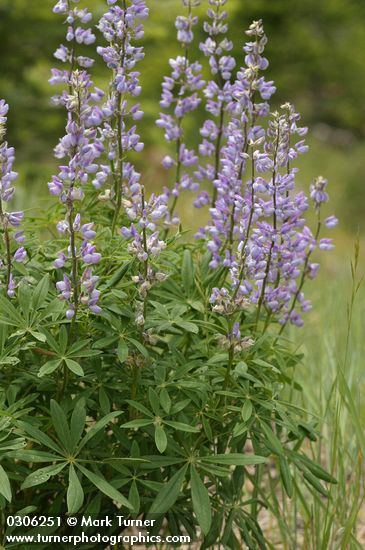 Large-leaved Lupine
