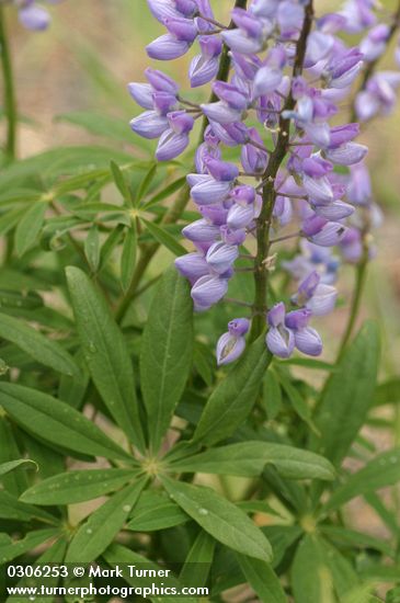 Large-leaved Lupine blossoms & foliage detail