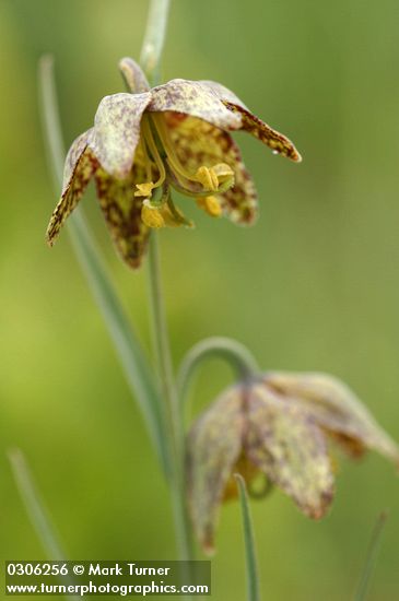 Spotted Mountain Bells blossom detail