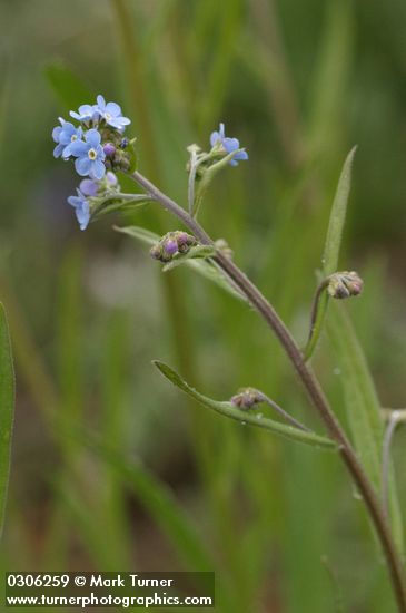 Blue Stickseed blossoms