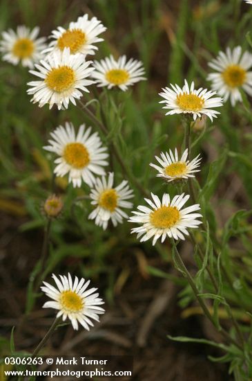 Eaton's Daisy