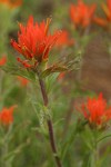 Wavy-leaved Indian Paintbrush
