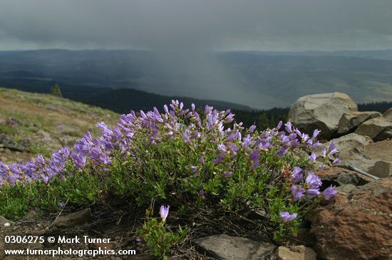 Lowbush Penstemon on rocky Aldrich Mtn summit w/ approaching storm clouds