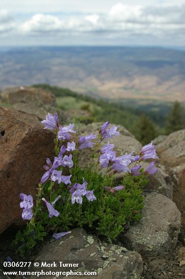 Lowbush Penstemon on rocky Aldrich Mtn summit w/ distant valley below