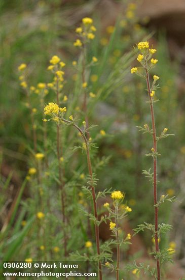 Mountain Tansy Mustard