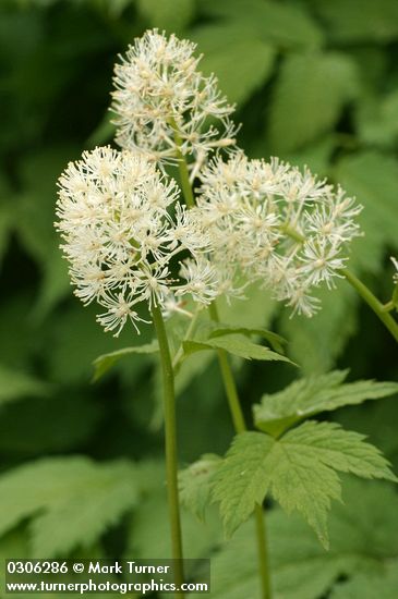 Western Baneberry blossoms detail