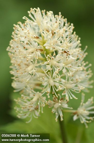 Western Baneberry blossoms extreme detail