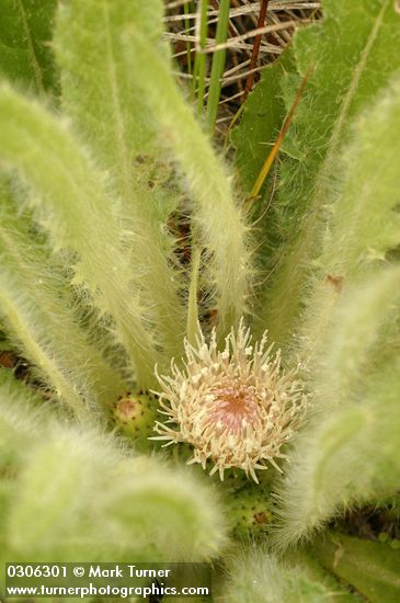Elk Thistle