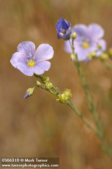 Western Blue Flax blossom