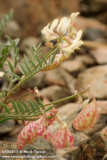 Whitney's Locoweed w/ blossoms & fruit