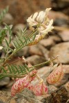 Whitney's Locoweed w/ blossoms & fruit