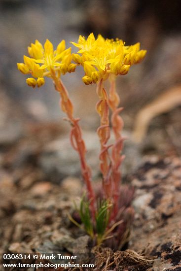 Lance-leaf Stonecrop