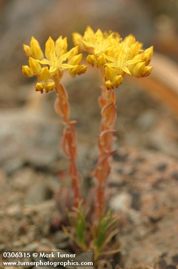 Lance-leaf Stonecrop