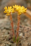 Lance-leaf Stonecrop