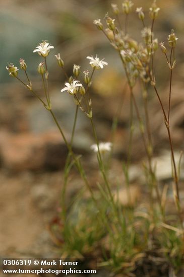 Mountain Sandwort
