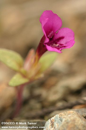 Dwarf Purple Monkey Flower