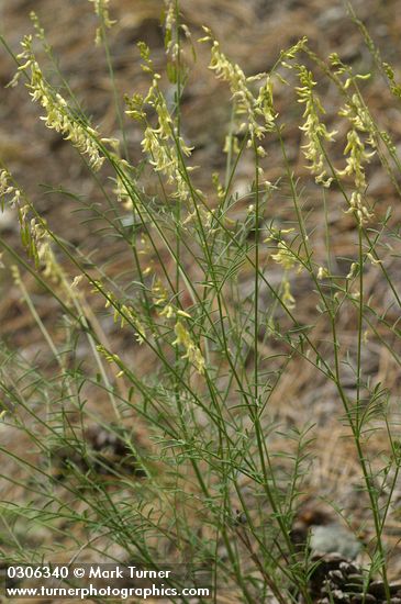 Thread-stalk Locoweed