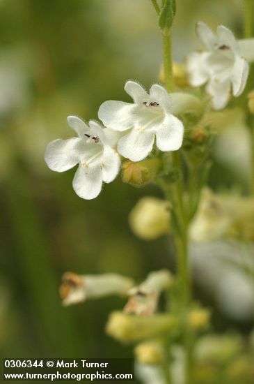Hot Rock Penstemon blossoms detail