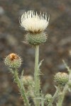 Gray-green Thistle blossom detail