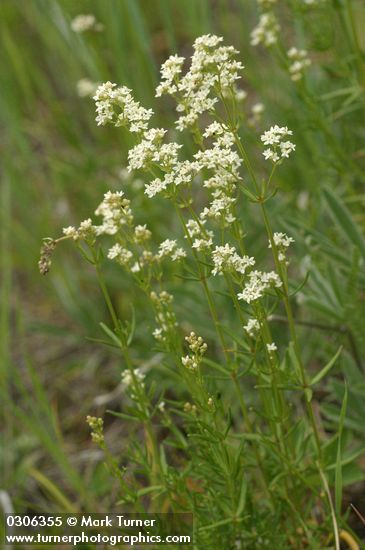 Northern Bedstraw