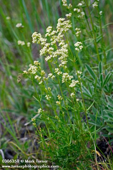 Northern Bedstraw