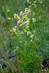 Northern Bedstraw
