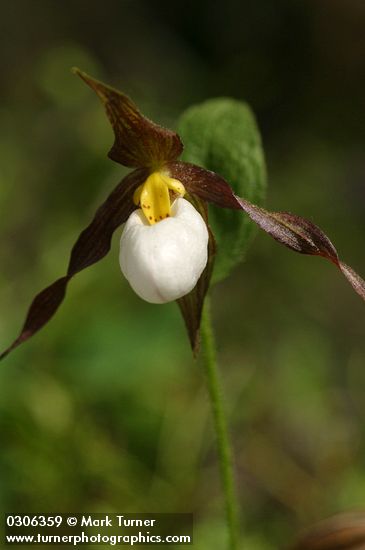 Mountain Ladyslipper blossom