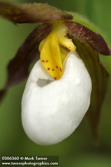 Mountain Ladyslipper blossom extreme detail