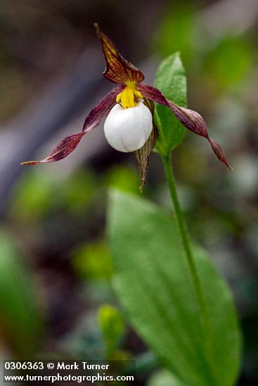 Mountain Ladyslipper