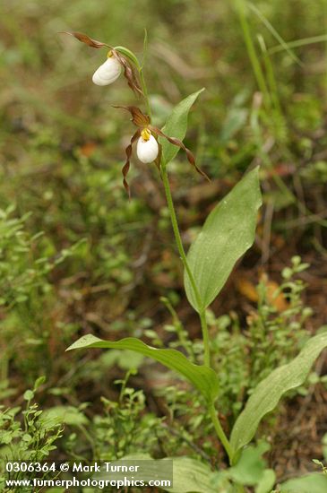 Mountain Ladyslipper w/ two blossoms
